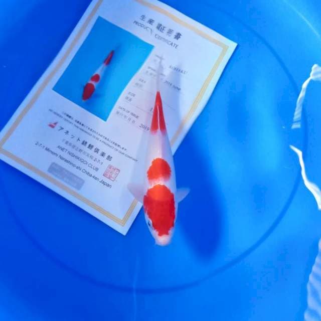 Kohaku import anetto