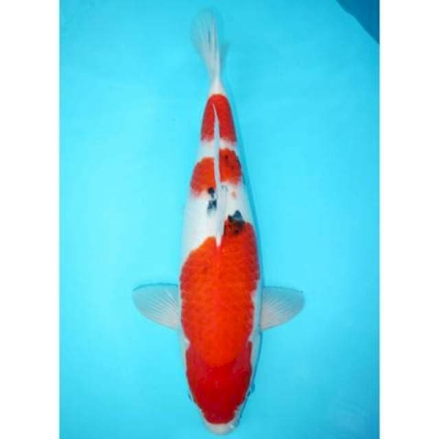 TAISHO SANKE F1 QUALITY BENI TEBAL 37 CM