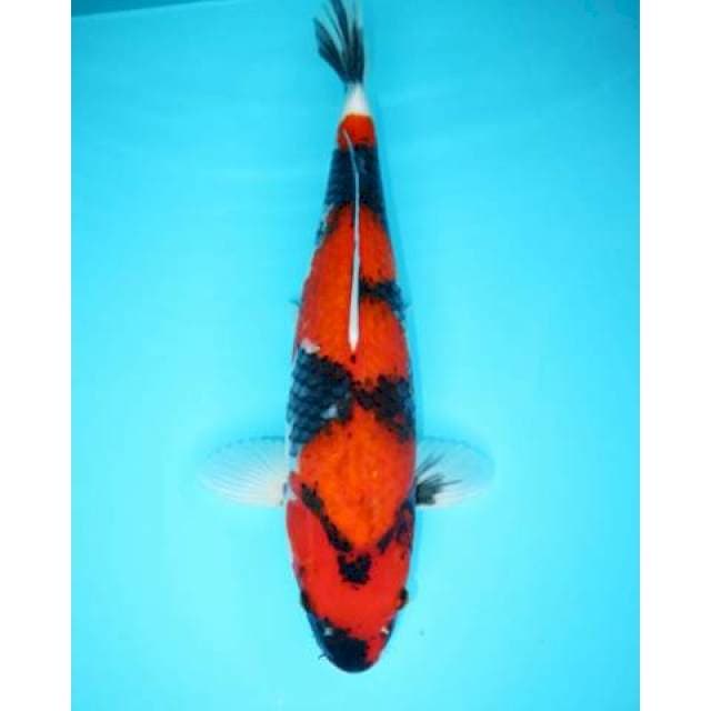 HI SHOWA JUMBO TOSAI POLA BAGUS 46 CM