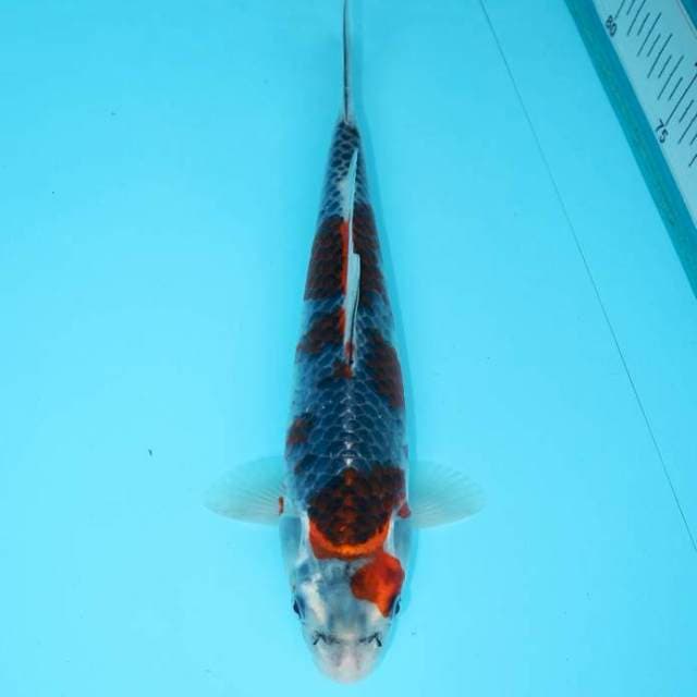 GOSHIKI 24 CM