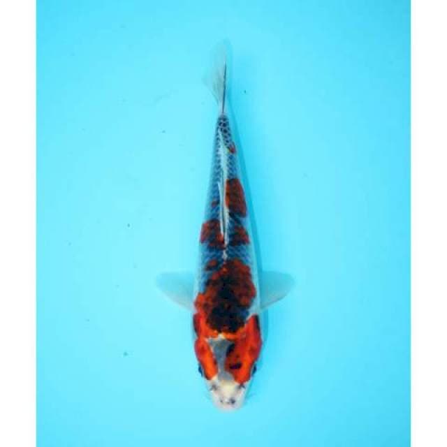 GOSHIKI 20 CM