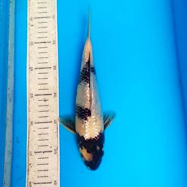 Shiro ginrin 27cm