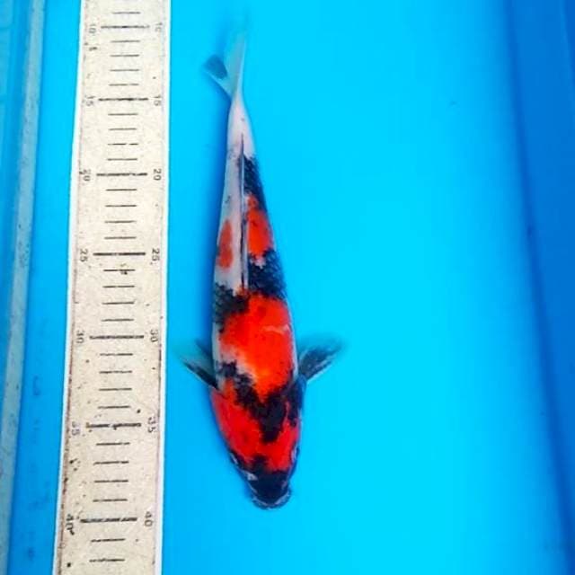 Showa 28cm