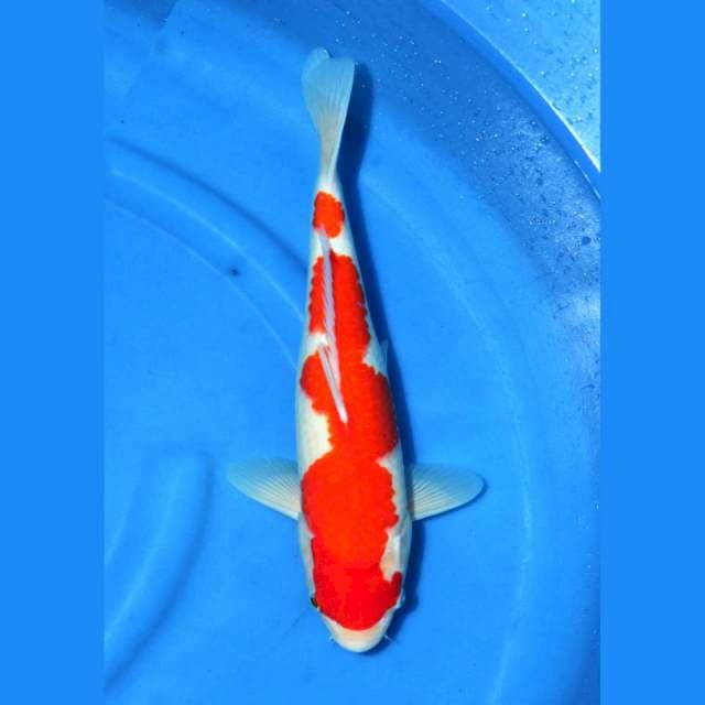 Kohaku Keren