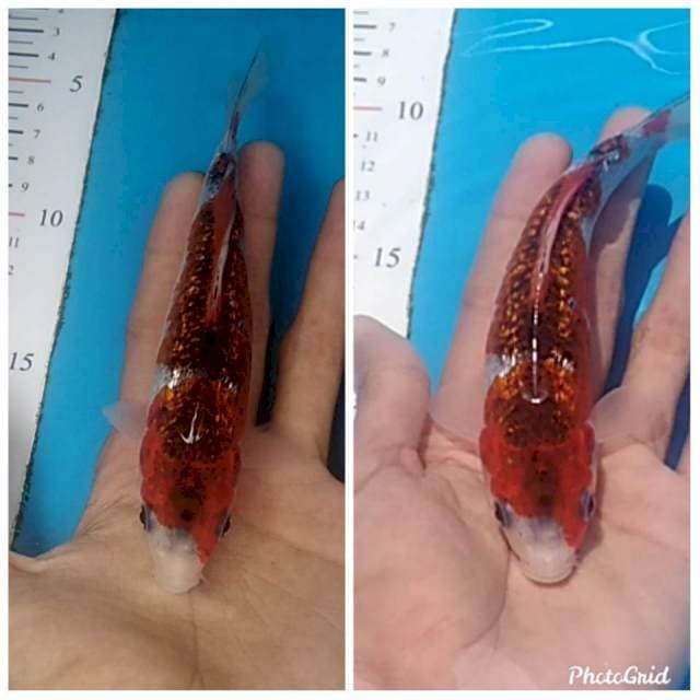 Goshiki ginrin 18cm