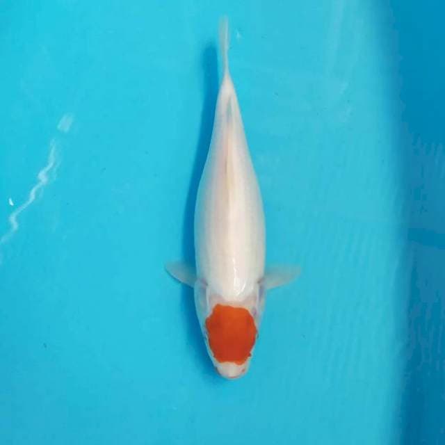 Tancho 33 cm
