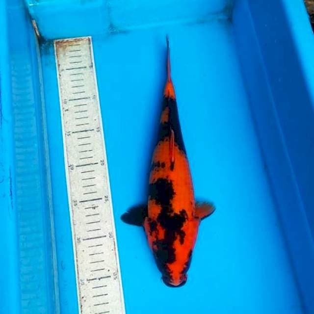 Hiu 33cm