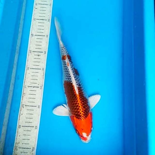 Kojaku 32cm
