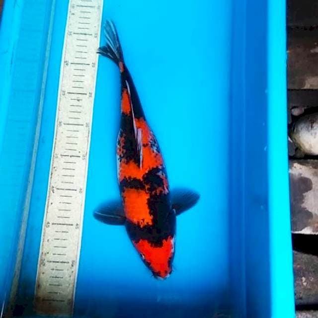 Hi showa 37cm