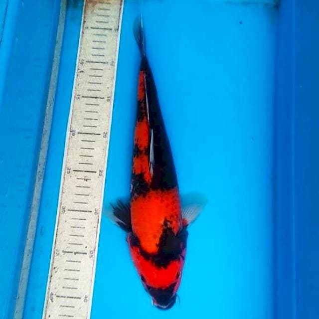 Hi showa 37cm