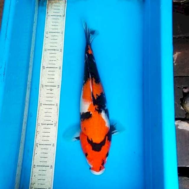 Showa 38cm