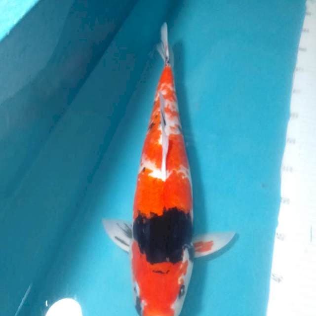Showa,,44cm