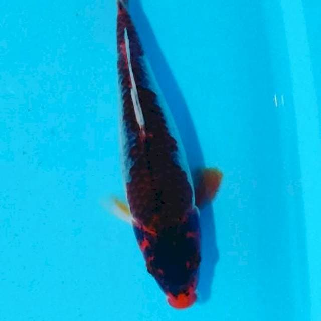 # kage 31cm #