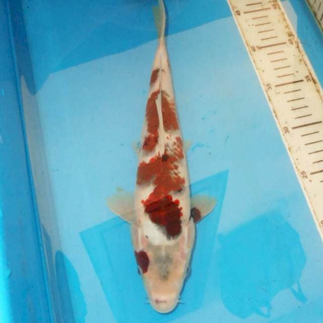 32cm KOROMO