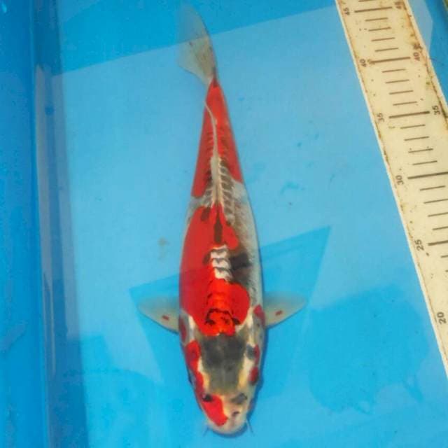 31cm ISTIMEWA BENI KIKO