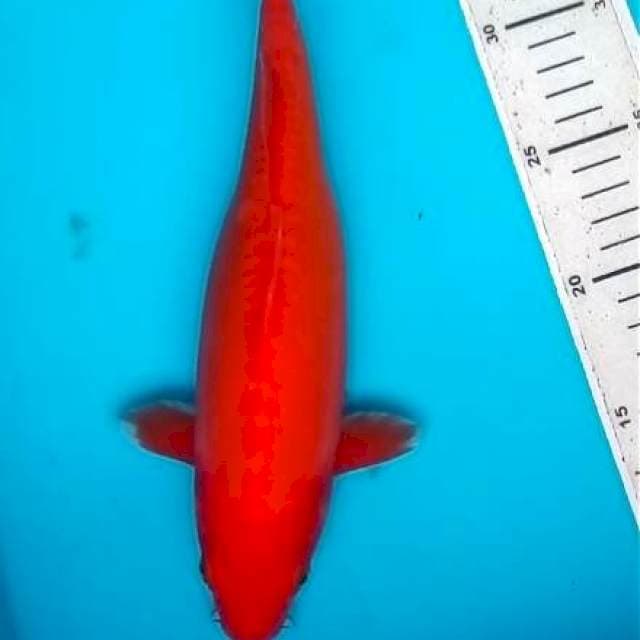 36cm BENIGOI