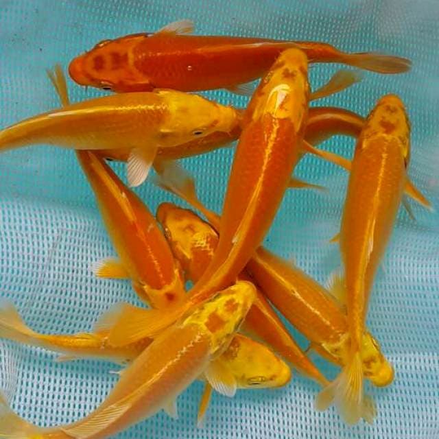 10 ogon size 15 cm