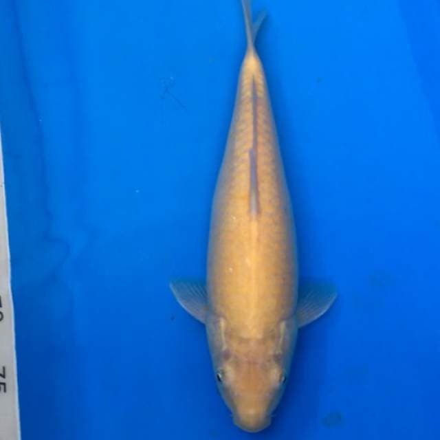 karashi jumbo 35cm