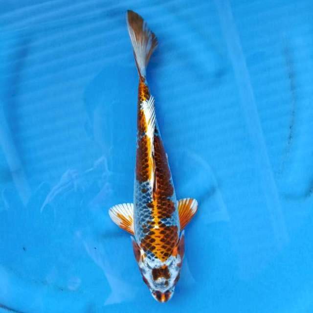 Kujaku Antik Male 30 cm