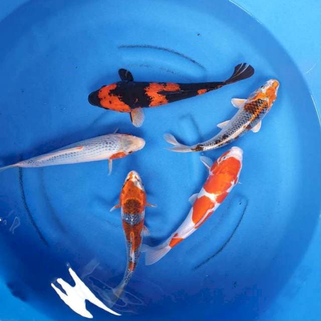 Mina kamil farm pusat koi 30,35 cm