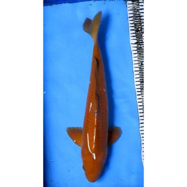 CHAGOI JANTAN 48CM