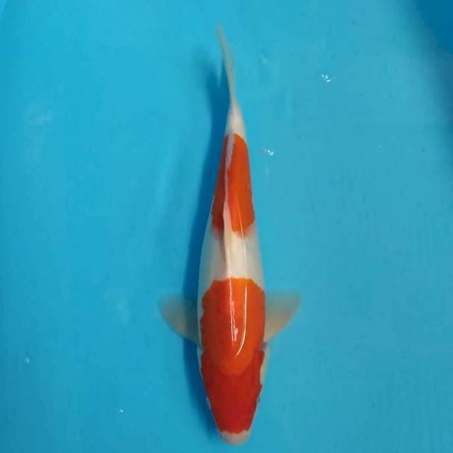Kohaku 34 cm