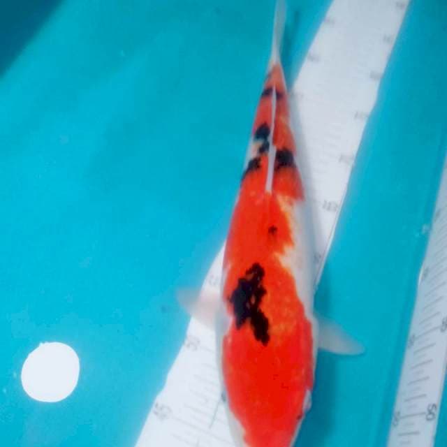 SANKE,,40CM