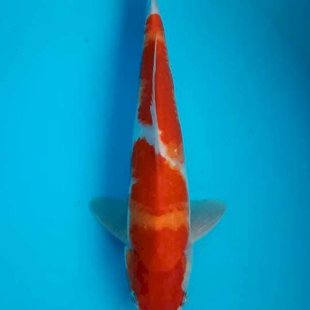 Kohaku antik 30cm