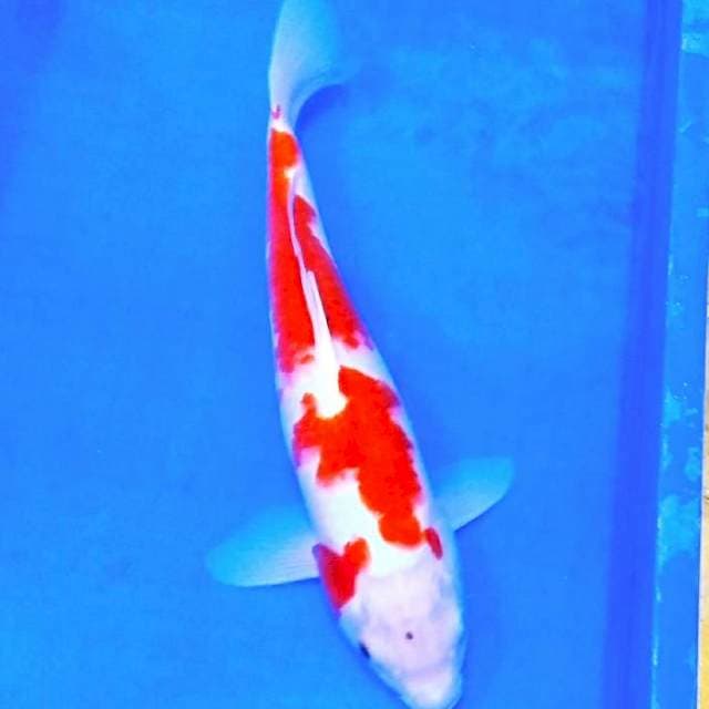 Scorpio kohaku 40an cm