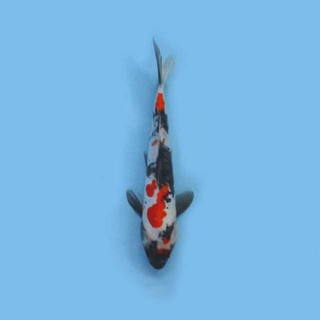 Showa 30cm