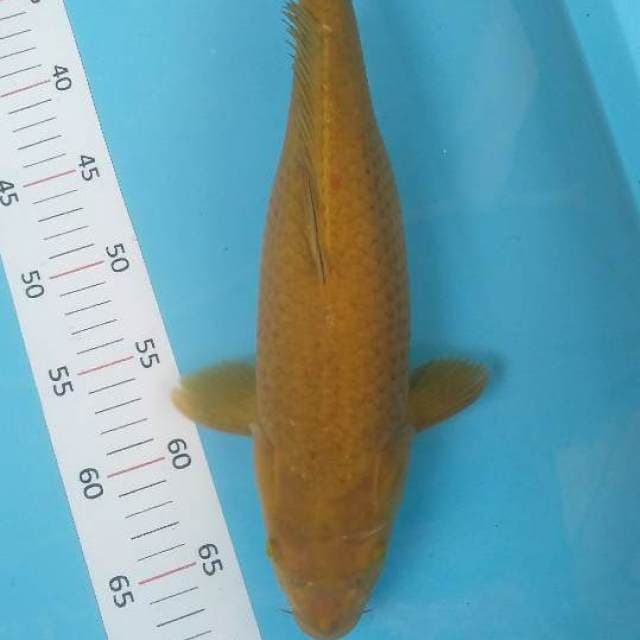 # chagoi 39 cm #