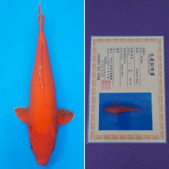 Benigoi yagenji 47cm sertifikat