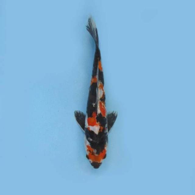 Showa 27cm