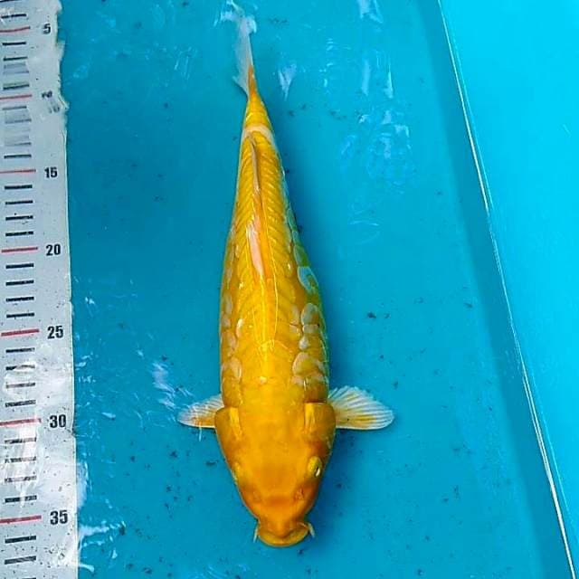 sisik gajah bulky 30cm