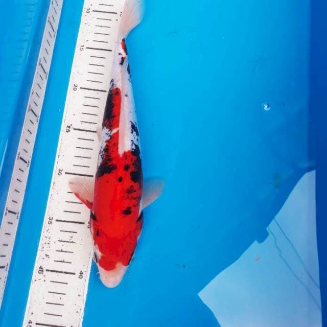 Beni kumon 32cm