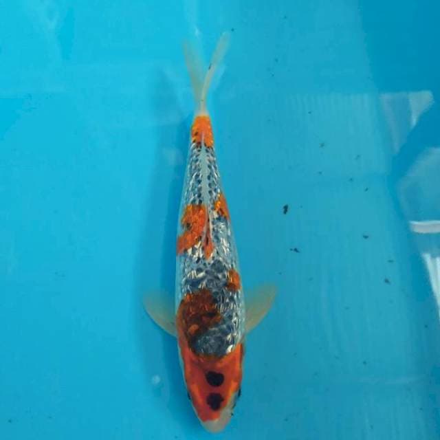 Ghosiki ginrin 30 cm