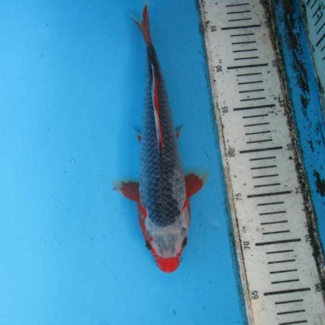 Botan29cm