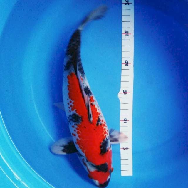 Showa kanoko 32cm male