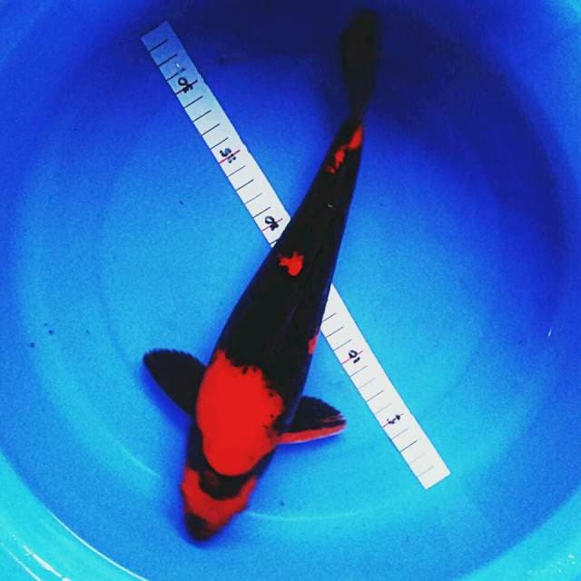 Hiu josss punuk 32cm male