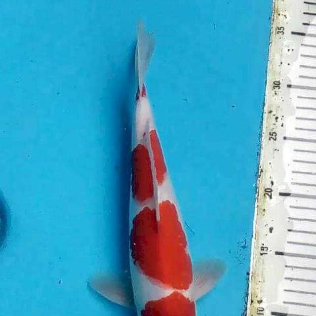 MERAH STRONG