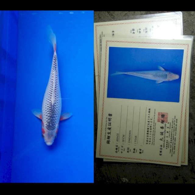Asagi import marusei
