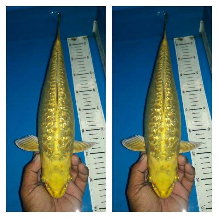 Arragoke ginrin