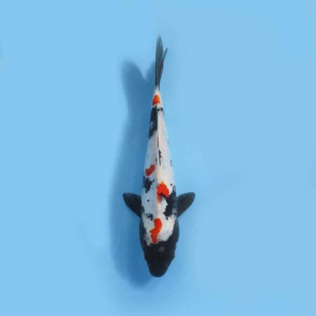 Unik Kindai 30cm