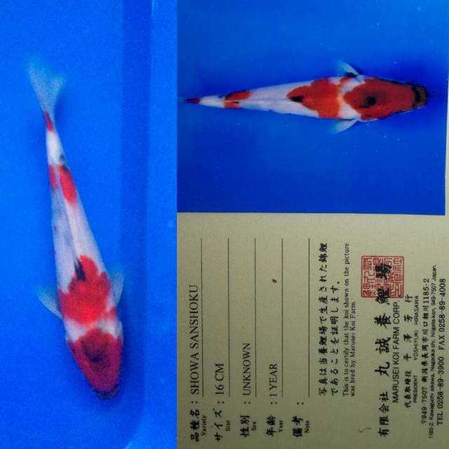 Showa import marusei