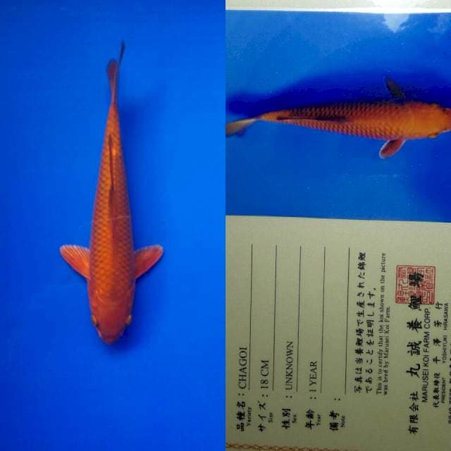 Chagoi import marusei