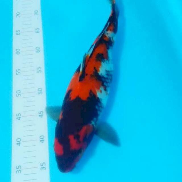 # showa 41 cm #