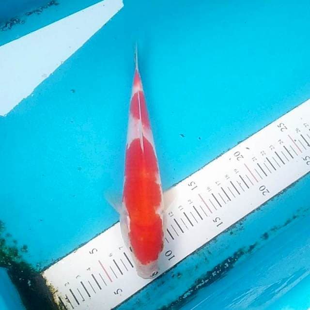 #6 Kohaku 3 step