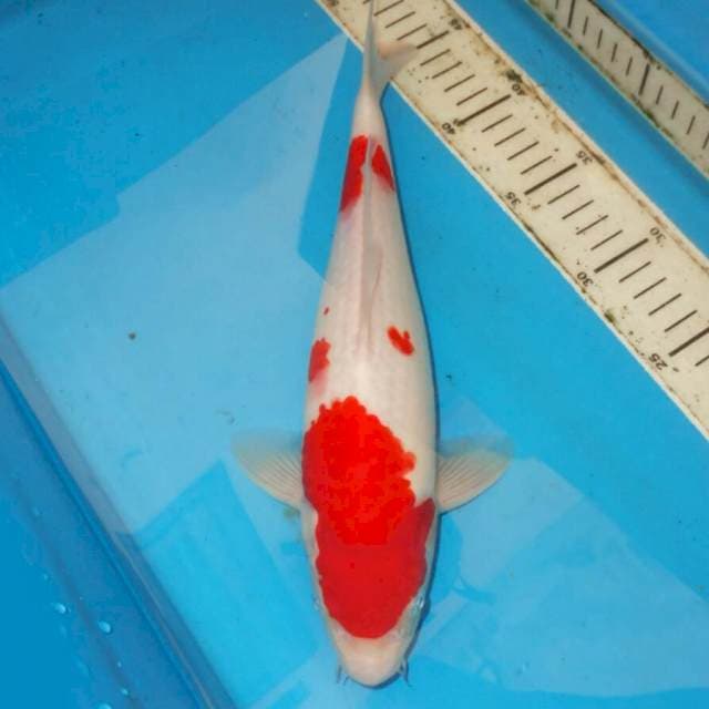 35cm KOHAKU