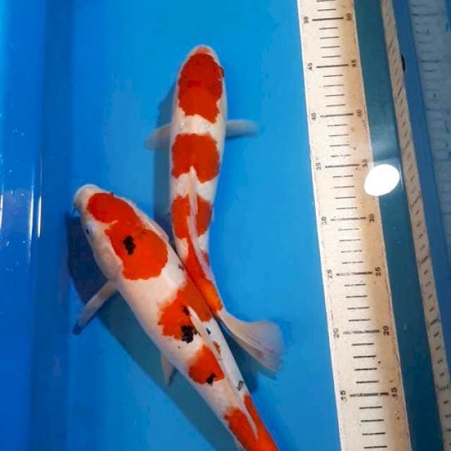SANKE&KOHAKU SQ 30&33 CM