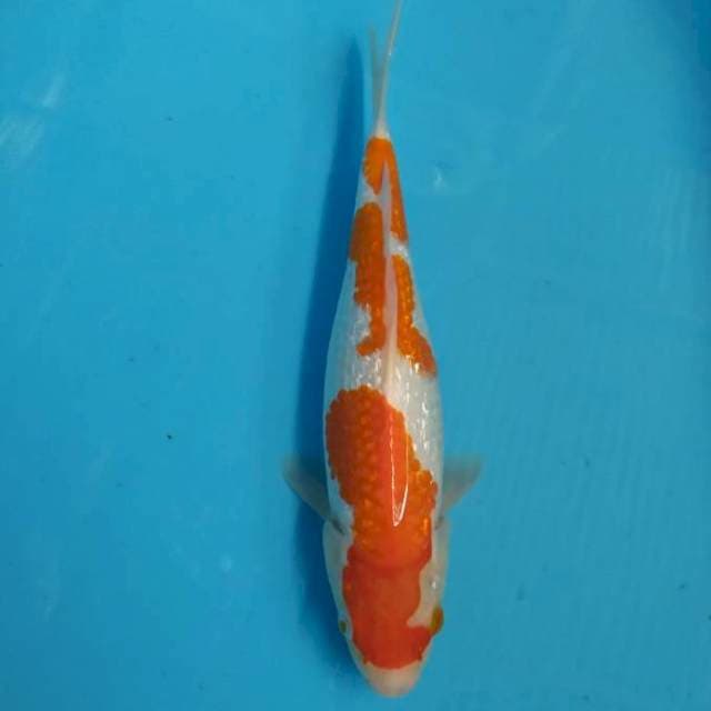 Kohaku ginrin 30 cm